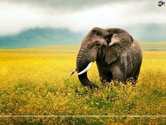 Elephants Wallpaper
