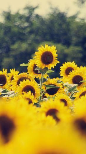 Vintage Flower iPhone Parallax 3wallpaper Les Wallpaper Du