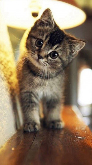 Cute Cat Wallpaper iPhone