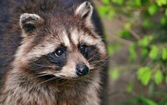 Raccoon Computer Wallpaper Desktop Background Id