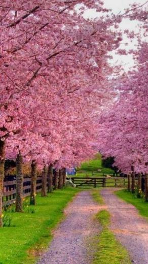Spring iPhone X Wallpaper HD Phone