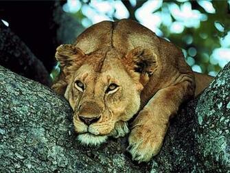 Funny Pictures Lion Wallpaper King