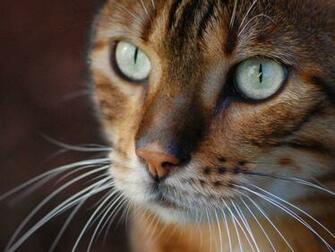 Bengal Cat Wallpaper