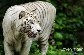 White Tiger Pictures