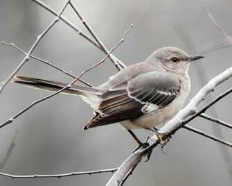 Mockingbird Wallpaper