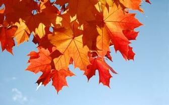 November HD Wallpaper By Obscureillusion Sweet
