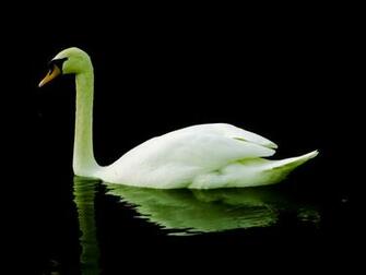 Alone Swan Wallpaper Animals Desktop