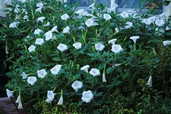 Moon Flowers