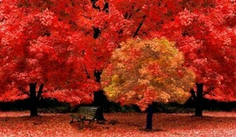 Red Color Wallpaper Nature Nature2 Nature3 Nature4