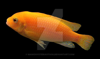 Yellow Fish Cut Out By Manichysteriastock