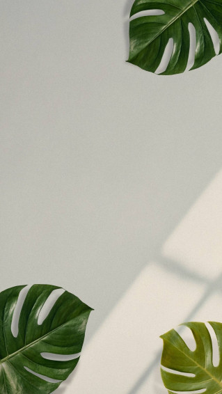 Plant iPhone Wallpaper