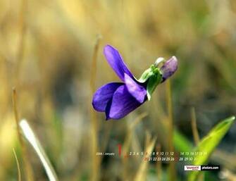 Desktop Calendar January Wild Flowers Wallpaper