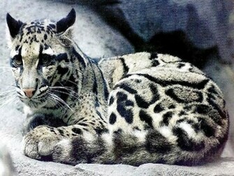 Clouded Leopard Wallpaper