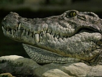 Crocodile Wallpaper