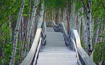 Raised Boardwalk And White Birch Trees In Sackville Waterfowl Park