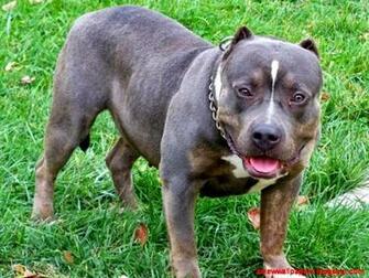 Blue Pitbull Dogs Wallpaper Brown