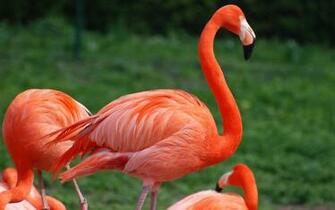 Wallpaper Flamingo Pictures