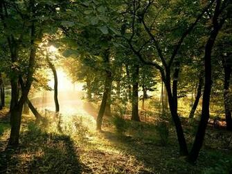 Forest HD Wallpaper Background Image