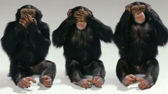 Chimpanzee HD Wallpaper Background Image Id