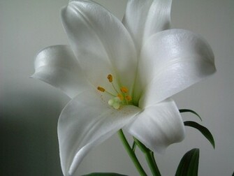 White Lily Flowers Wallpaper