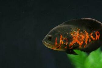 Cichlid Forum Pics Of Our Oscar Dobby