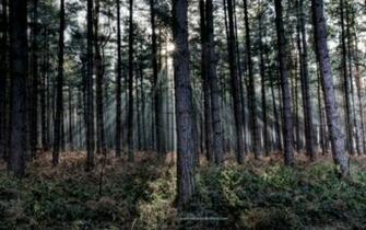 Pine Tree Background