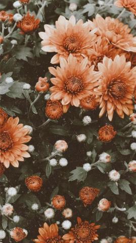 Beautiful Flower iPhone Wallpaper Idea