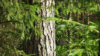 Tree Trunk Wallpaper Background