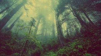 Theme Bin Archive Desolate Forest 4k Wallpaper
