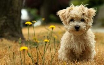 Cute Puppies HD Wallpaper