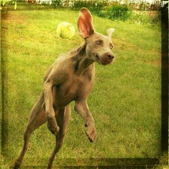 Weimaraner Pictures Funny The Dog Wallpaper Best