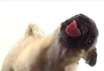 Licking Dog Screen Clean Is Also Compatible With