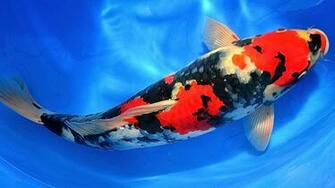 Koi Fish Drawings HD Live Wallpaper Mobile9 Johnywheels