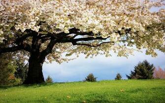 Spring Wallpaper HD Early