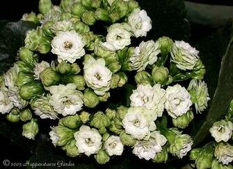Coral Flower