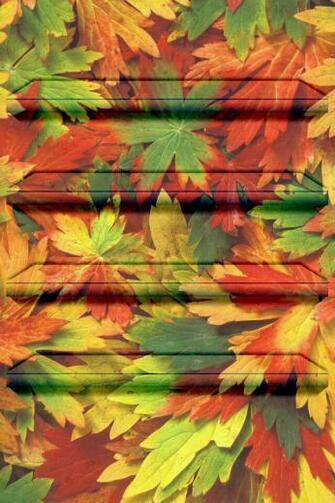 Fall Leaves