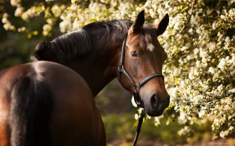 Brown Horse HD Desktop Wallpaper