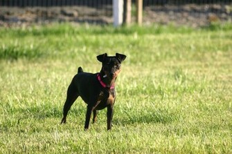 Miniature Pinscher Min Pin Wallpaper Pictures Breed Information