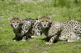 King Cheetah And Image Pictures Becuo