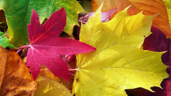 Autumn Foliage Wallpaper