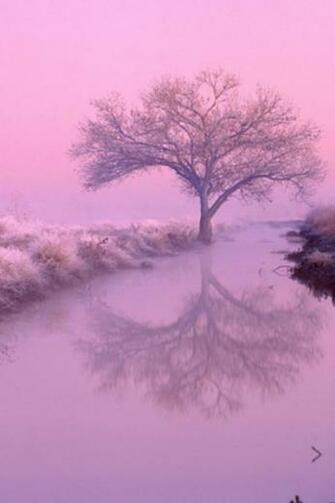 Frozen Trees iPhone Wallpaper Car Pictures