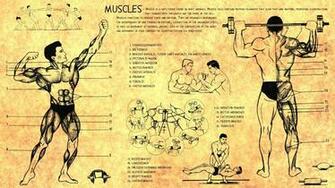 Anatomy Human Muscles Bodybuilding Scheme Training Body Health