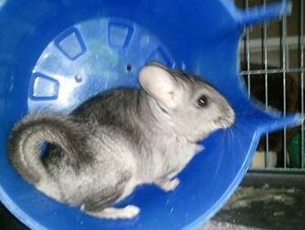 Chinchilla Image My Cinder HD Wallpaper And