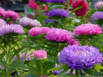 Desktop Wallpaper Flowers Background Pink And Purple