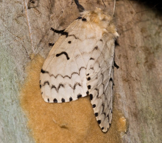 Gypsy Moth Wallpaper