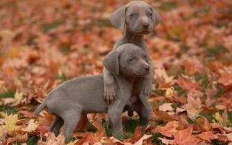 Weimaraner Wallpaper