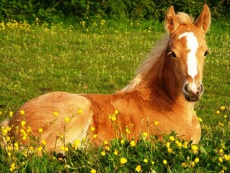 Cute Horse Wallpaper