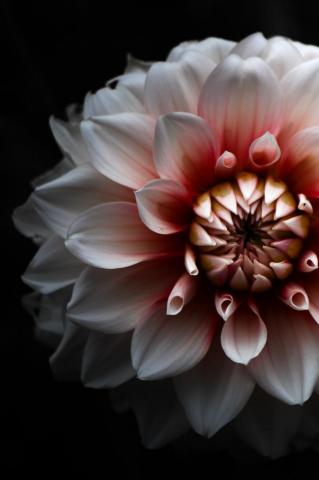 Dahlia Pictures Image