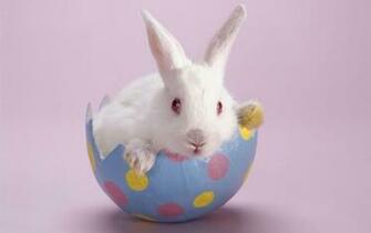 Easter Bunny Wallpaper HD