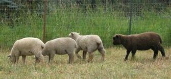 SoutHDown Sheep High Resolution Wallpaper Hivewallpaper